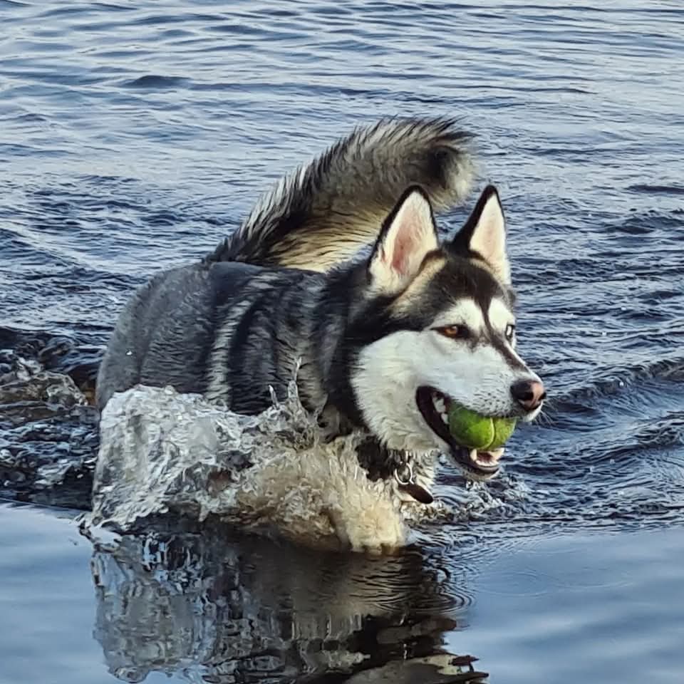 What does it take to own a dog?