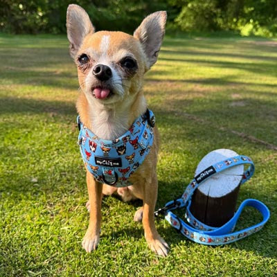 Blue Chihuahua Print Exclusive Small Dog Harness by My Chi and Me